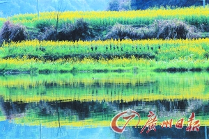 　　江嶺梯田落差不大,但有花有水。