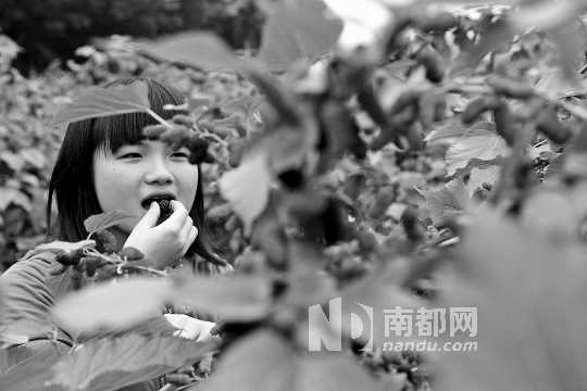 　　　　寶桑園桑葚已成熟,“五一”假期前都是吃桑葚的季節(jié)。南都記者 李向新 攝
