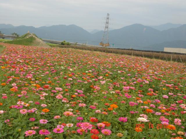 缺少愛情的城市:廣州 缺少愛情的城市:廣州