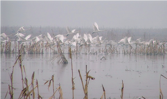 冬季正是觀鳥時 省內(nèi)觀鳥地盤點