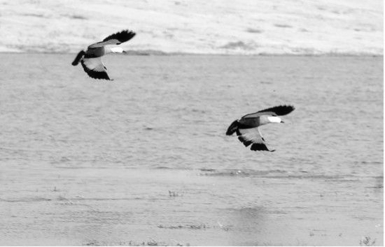 冬季正是觀鳥時 省內(nèi)觀鳥地盤點