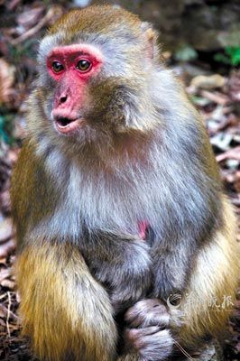 　　金鞭溪四周也是野猴的聚集地。