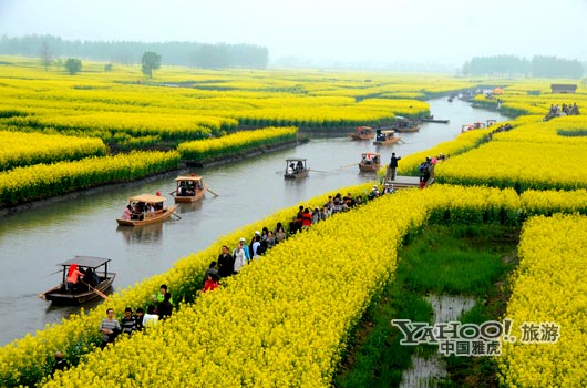 　　興化的油菜花最讓人心醉,因?yàn)闆](méi)有一個(gè)地方能把油菜花和水景結(jié)合得如此到位。(圖片來(lái)源:CFP)