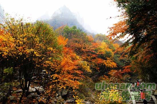 深秋去堯山賞紅葉、泡溫泉、拜大佛