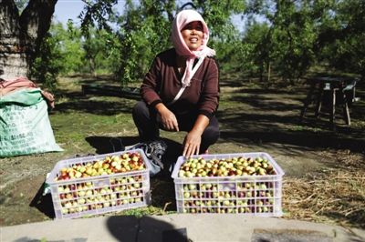 黃驊冬棗與梭子蟹齊名，但很多外地人并不知道它的好。