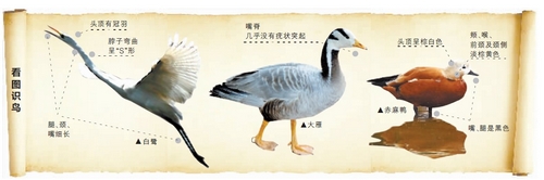 候鳥(niǎo)遷徙引市民關(guān)注 網(wǎng)友:保護(hù)鳥(niǎo)類要先了解它們 候鳥(niǎo)遷徙引市民關(guān)注 網(wǎng)友:保護(hù)鳥(niǎo)類要先了解它們