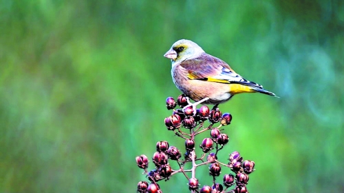 候鳥(niǎo)遷徙引市民關(guān)注 網(wǎng)友:保護(hù)鳥(niǎo)類要先了解它們 候鳥(niǎo)遷徙引市民關(guān)注 網(wǎng)友:保護(hù)鳥(niǎo)類要先了解它們