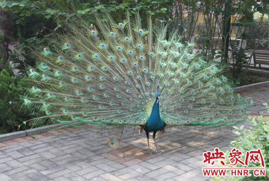 游客們來到動物園可以近距離觀賞孔雀開屏。