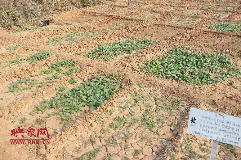 開心農(nóng)場(chǎng)哦，你可以再這兒包地，無(wú)毒無(wú)公害綠色產(chǎn)品