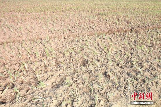 2014年7月31日早晨，浙江紹興市區(qū)蔬菜批發(fā)市場旁邊的土地已經(jīng)發(fā)生開裂。