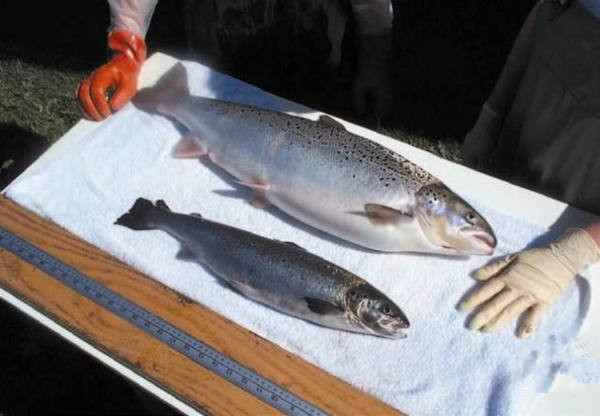 美國(guó)為何要率先吃轉(zhuǎn)基因動(dòng)物？