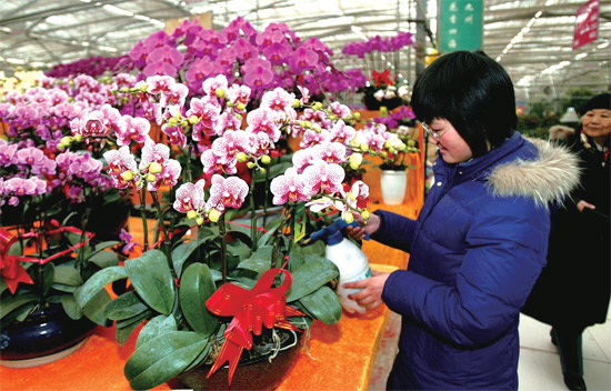 春節(jié)即將來臨，蝴蝶蘭依舊是節(jié)日花卉市場上最吸引眼球的品種，但銷量沒有去年同期好