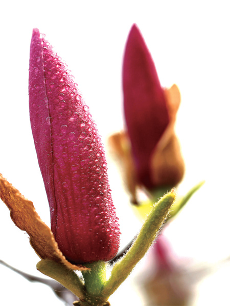 在鄭州，玉蘭才是春的使者