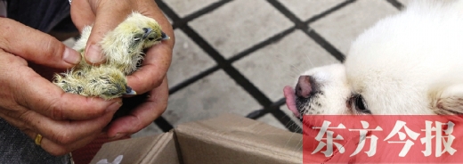 彭女士從老家?guī)?lái)的毛雞蛋，應(yīng)該屬于“活胎毛蛋”