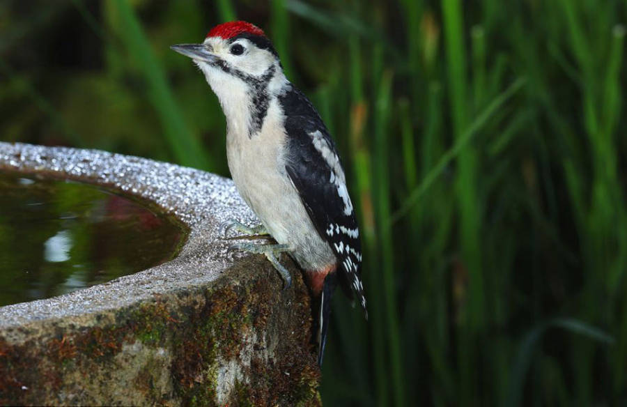 老人自制相機(jī)拍小鳥“梳洗”照 老人自制相機(jī)拍小鳥“梳洗”照