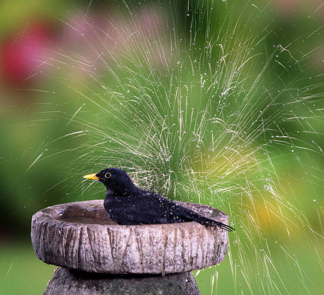 老人自制相機(jī)拍小鳥“梳洗”照 老人自制相機(jī)拍小鳥“梳洗”照