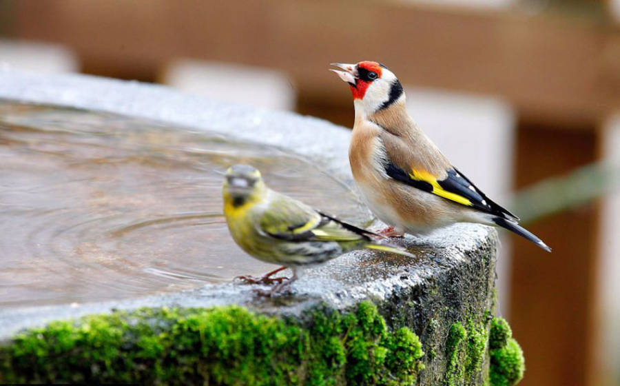 老人自制相機(jī)拍小鳥“梳洗”照 老人自制相機(jī)拍小鳥“梳洗”照