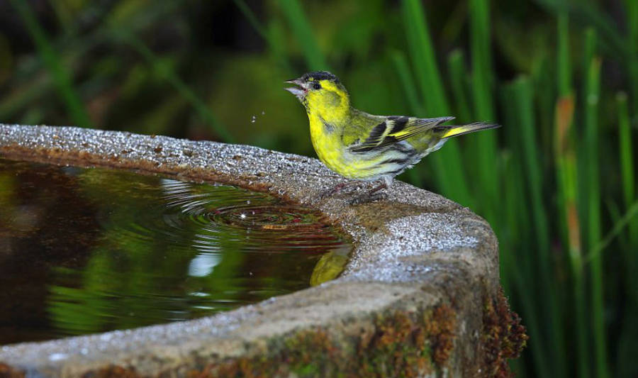 老人自制相機(jī)拍小鳥“梳洗”照 老人自制相機(jī)拍小鳥“梳洗”照