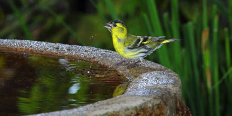 老人自制相機(jī)拍小鳥“梳洗”照 老人自制相機(jī)拍小鳥“梳洗”照