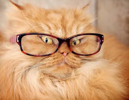 土耳其波斯貓擺臭臉走紅 土耳其波斯貓擺臭臉走紅