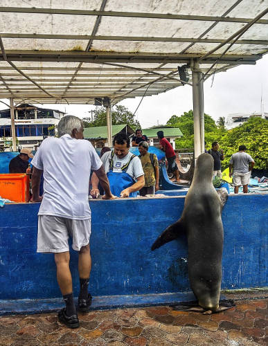 海獅變魚攤?？?排隊“購買”金槍魚