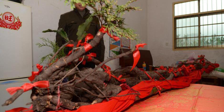 金華一村民疑似挖到千年野生何首烏 金華一村民疑似挖到千年野生何首烏