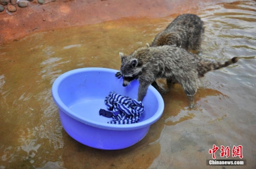 會(huì)洗衣服的小浣熊