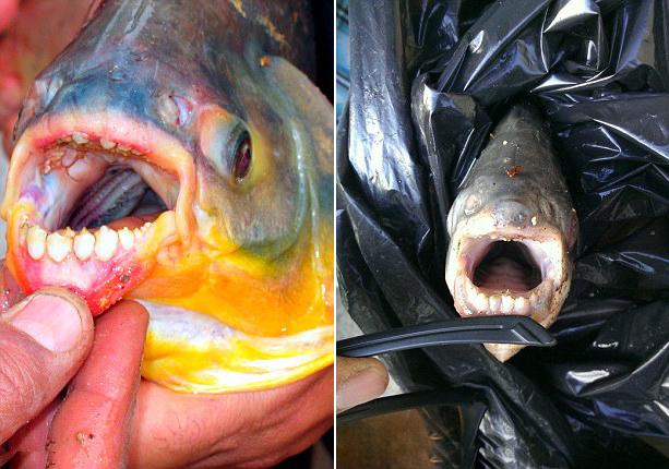 美男子湖中釣到食人魚(yú) 偏愛(ài)吃男性睪丸 美男子湖中釣到食人魚(yú) 偏愛(ài)吃男性睪丸
