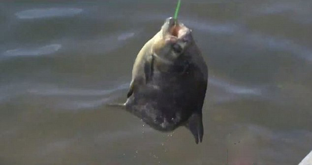 美男子湖中釣到食人魚(yú) 偏愛(ài)吃男性睪丸 美男子湖中釣到食人魚(yú) 偏愛(ài)吃男性睪丸