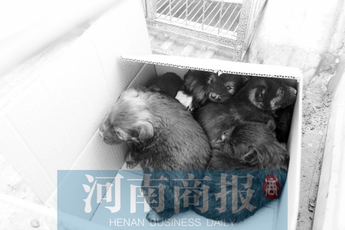 一家只能養(yǎng)一只狗，多余的被暫扣