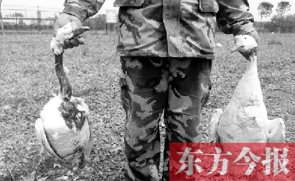 濟源一山間農(nóng)場遭襲，死傷200多只大鵝