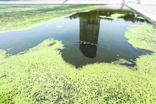 幾近干涸、臭氣熏天、長滿水草的東風渠，已不見往日容顏　 記者 侯建勛/攝