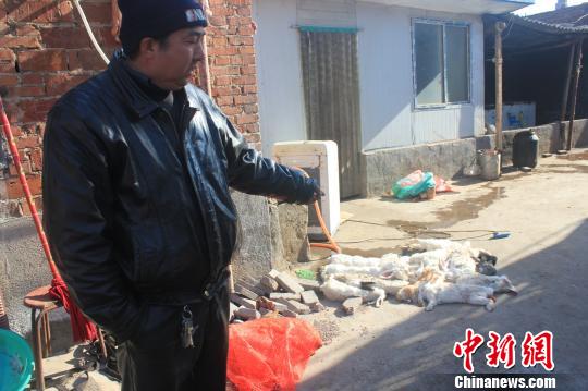 圖為家禽收購點(diǎn)的陳姓工作人員介紹，是這些愛狗人士的封堵讓這些兔子無辜死去。　馬義恒　攝