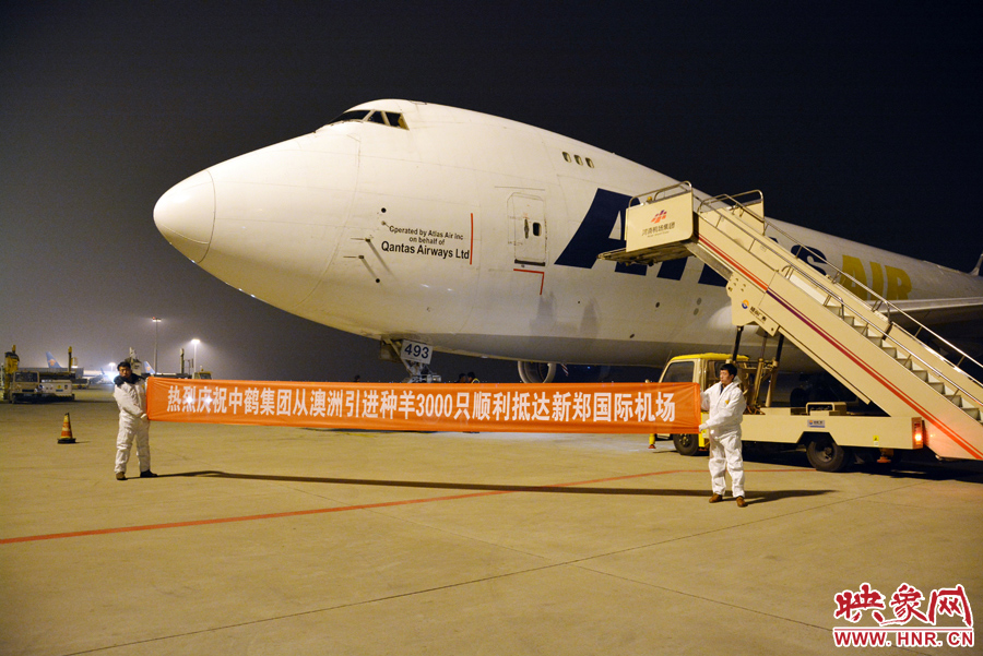 千只澳大利亞種羊“打飛的”落戶河南 創(chuàng)國(guó)內(nèi)多個(gè)第一