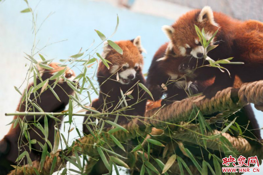 18只小熊貓正在進(jìn)食。