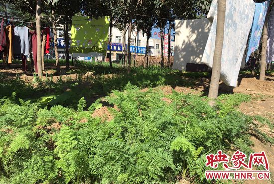 西四環(huán)中原路交叉口，大片生態(tài)廊道被毀，變成私家菜園。