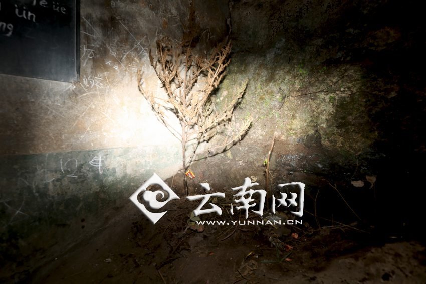 　教室里沒(méi)有燈，光線太暗，村民便種下了野蘇麻，希望教室有綠色，讓孩子們看到“希望”。 徐弘毅 攝