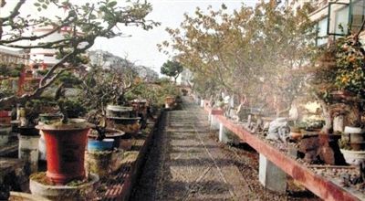 劉光嘉出示博物館內(nèi)部圖片中，擺放著各種盆景。