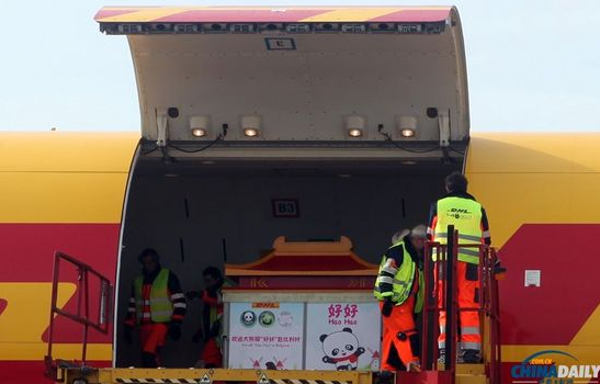 大熊貓“好好”抵達(dá)布魯薩爾國際機(jī)場。記者 付敬 攝