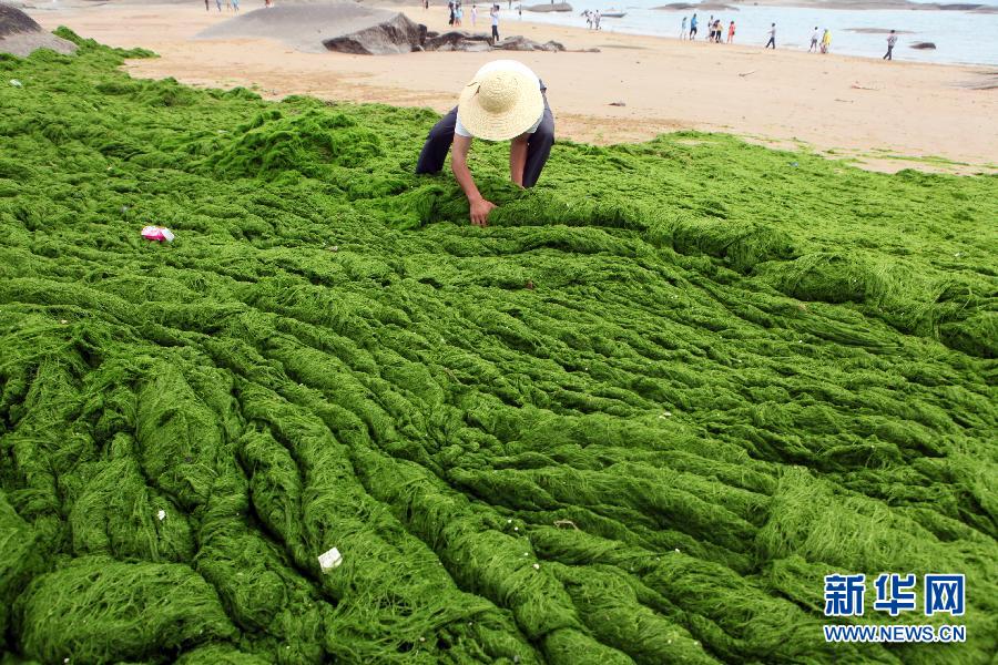6月10日，山東日照市萬平口景區(qū)管理部門組織工作人員在清理海灘上的滸苔。