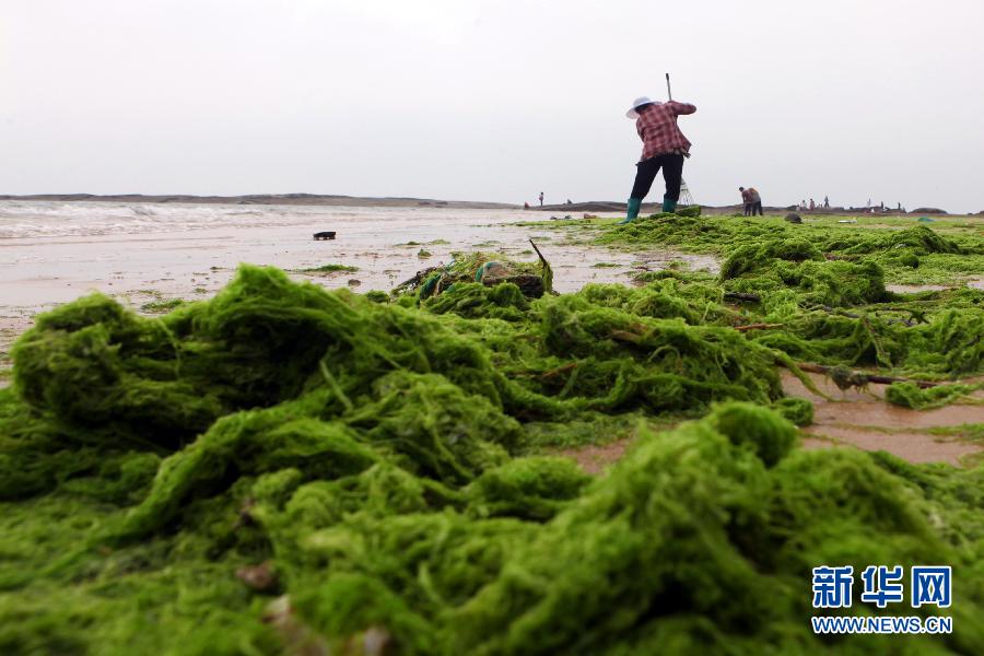 6月10日，山東日照市萬平口景區(qū)管理部門組織工作人員在清理海灘上的滸苔。
