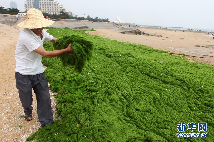 6月10日，山東日照市萬平口景區(qū)管理部門組織工作人員在清理海灘上的滸苔。
