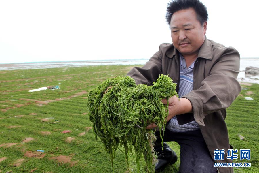 6月10日，在江蘇省連云港市贛榆縣海州灣旅游度假區(qū)，一名漁民在展示清理的滸苔。