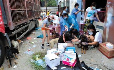 昨日下午,志愿者對(duì)攔截下來的狗逐一檢查,分類進(jìn)行管理。