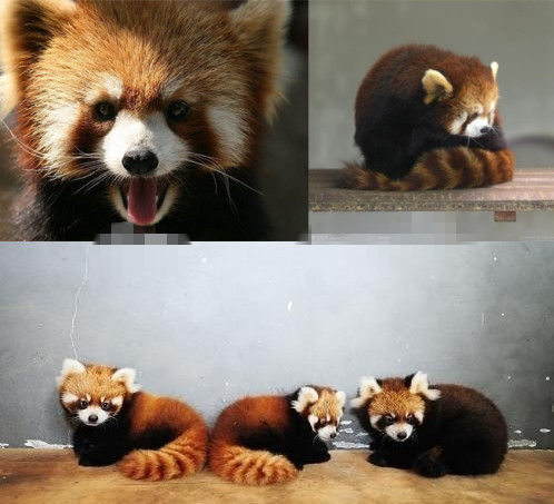 網(wǎng)友猜測三只小浣熊寓意歐弟老婆懷孕。