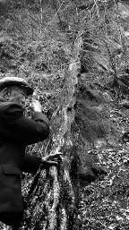 200歲葛藤 200歲葛藤