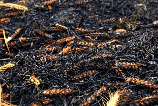 火被撲滅后的麥田。