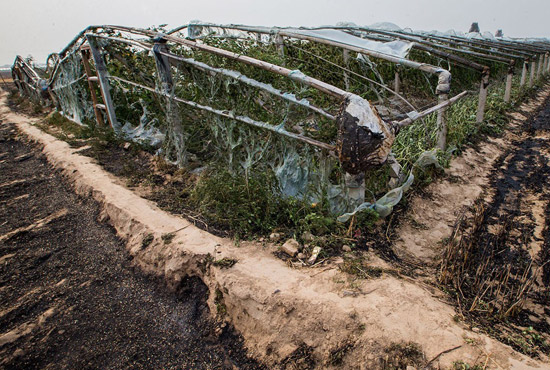 內(nèi)黃縣梁莊鎮(zhèn)南前桐村被燒壞的蔬菜大棚。