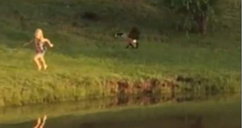 圖二：小女孩遭鵝襲擊向父親求救，但他不但沒有伸出援手，反而狂笑不止。