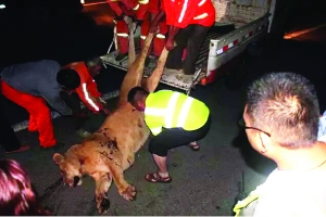 這頭母獅體態(tài)彪悍，重達(dá)400斤左右 網(wǎng)絡(luò)圖片　